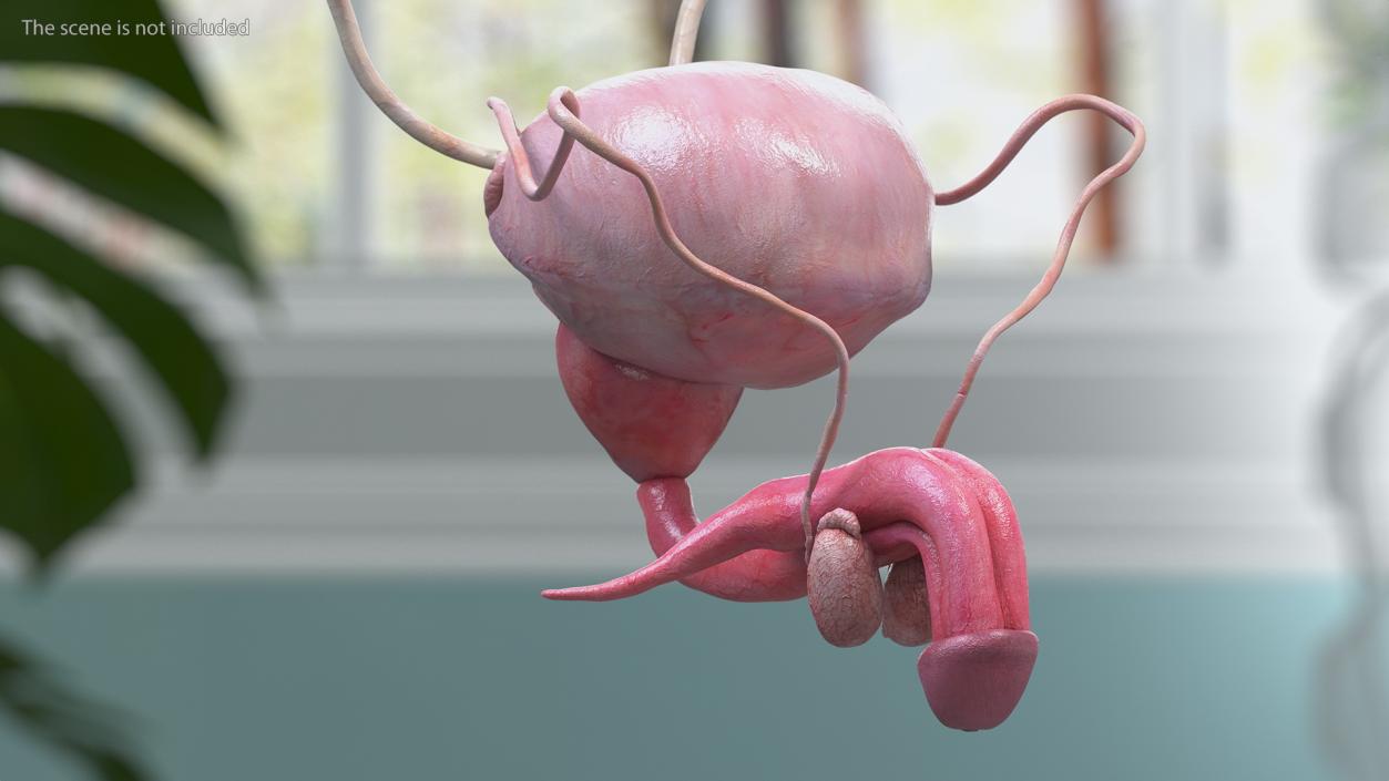 3D Male Reproductive System 2