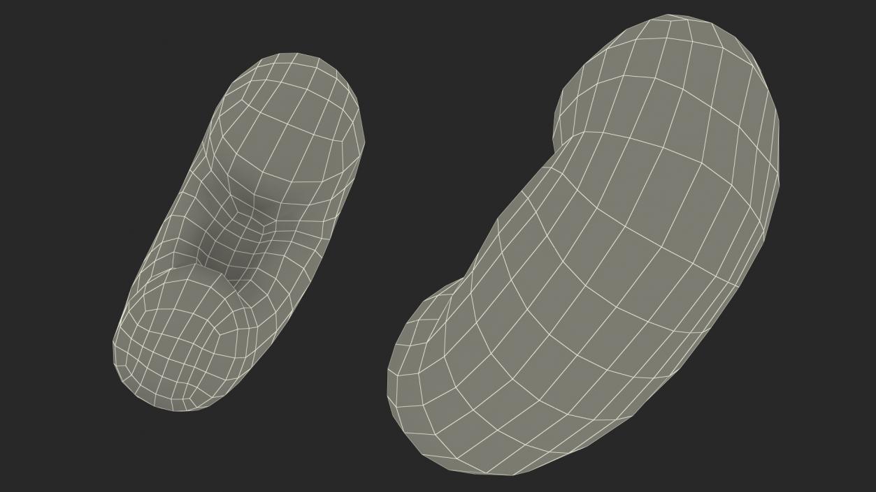 3D Male Reproductive System 2