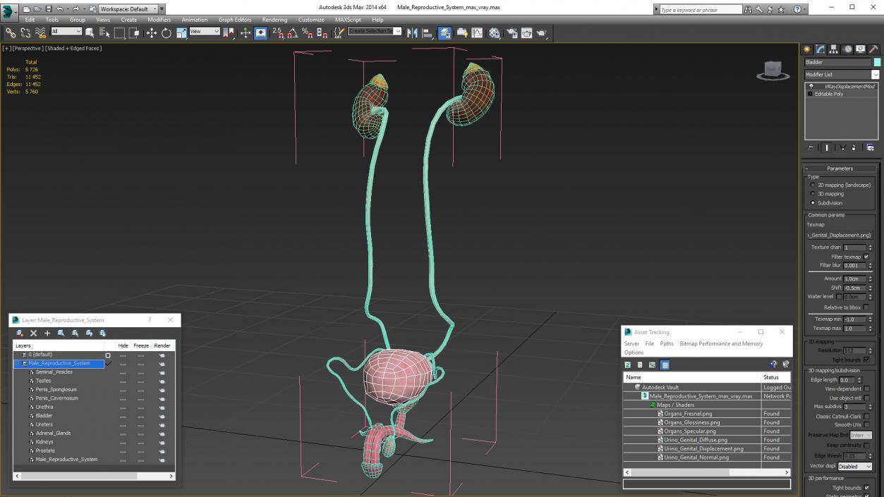 3D Male Reproductive System 2