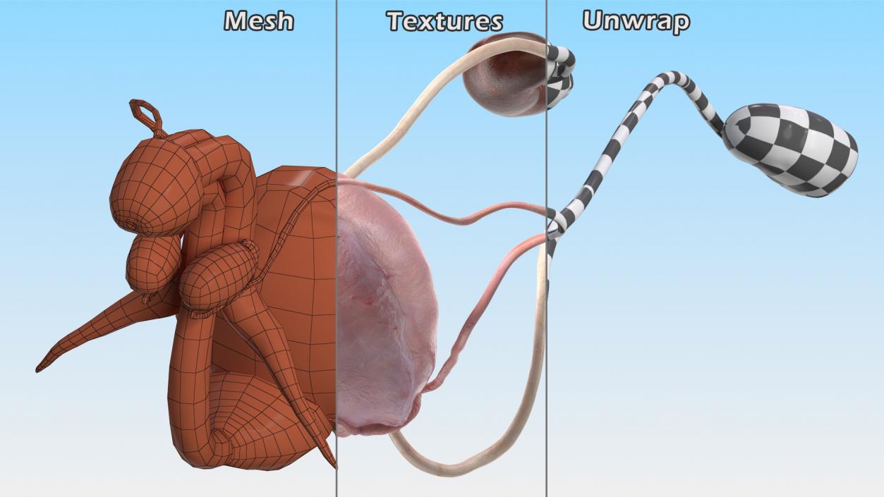 3D Male Reproductive System 2