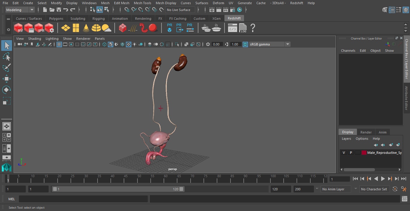 3D Male Reproductive System 2