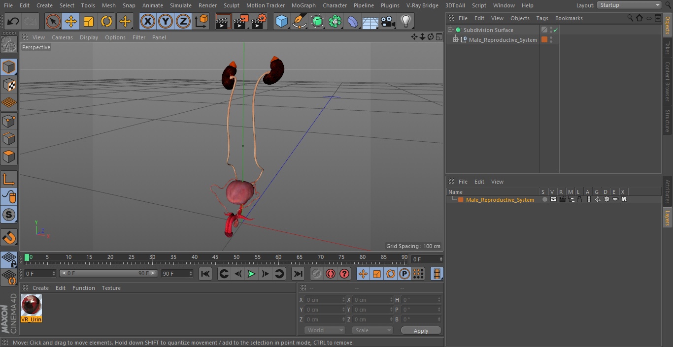 3D Male Reproductive System 2