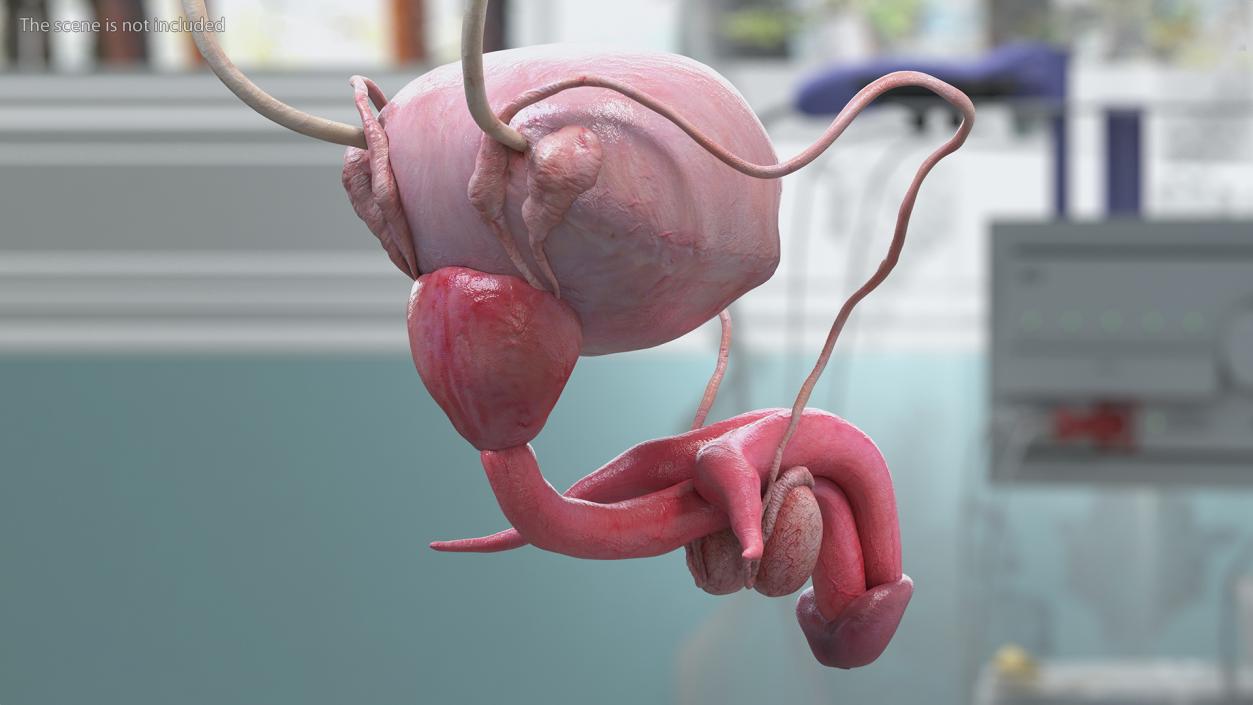 3D Male Reproductive System 2