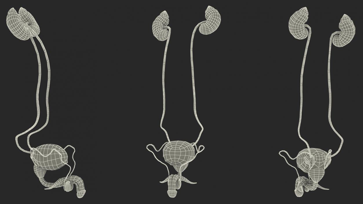 3D Male Reproductive System 2