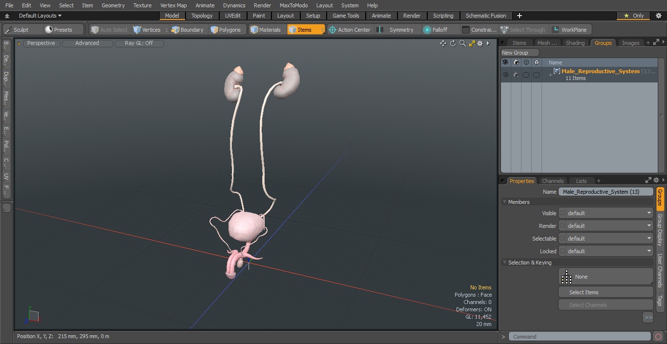 3D Male Reproductive System 2