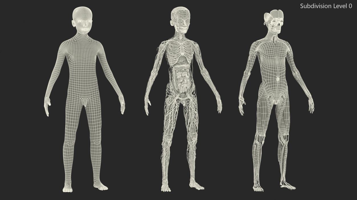 3D Young Man Full Body Anatomy Set