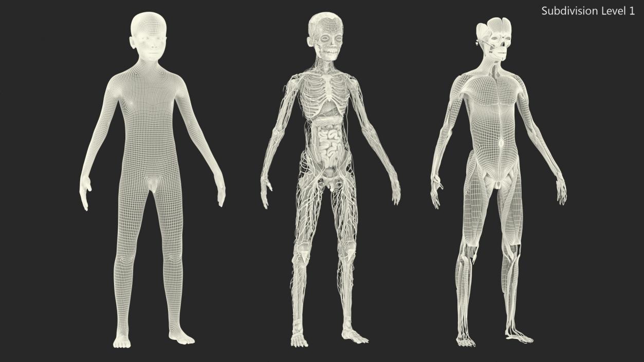 3D Young Man Full Body Anatomy Set