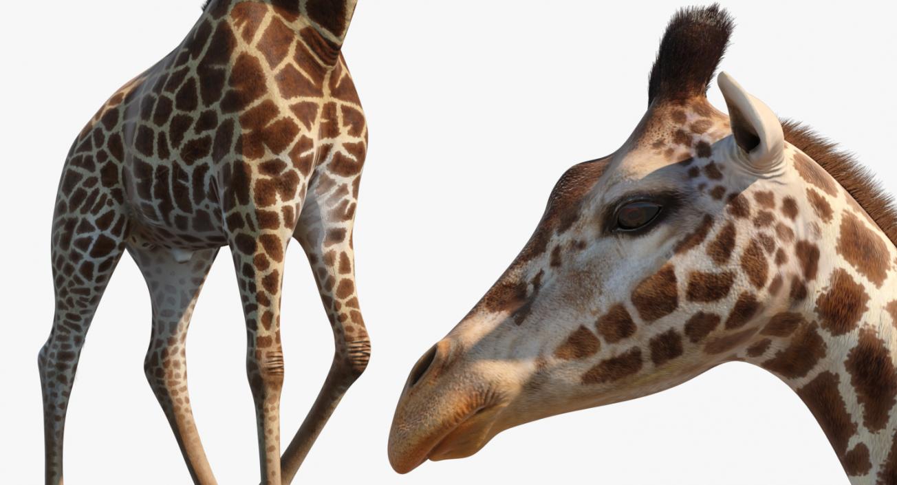 Giraffe Walking Pose Fur 3D model