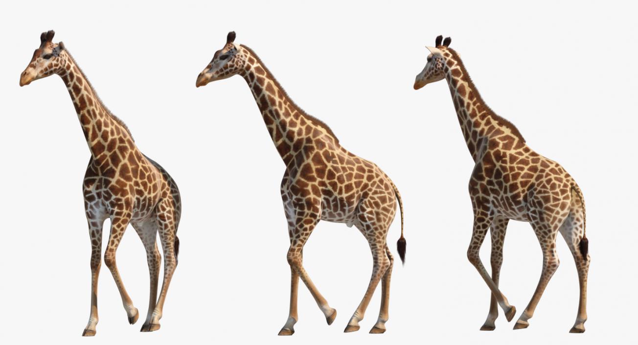 Giraffe Walking Pose Fur 3D model