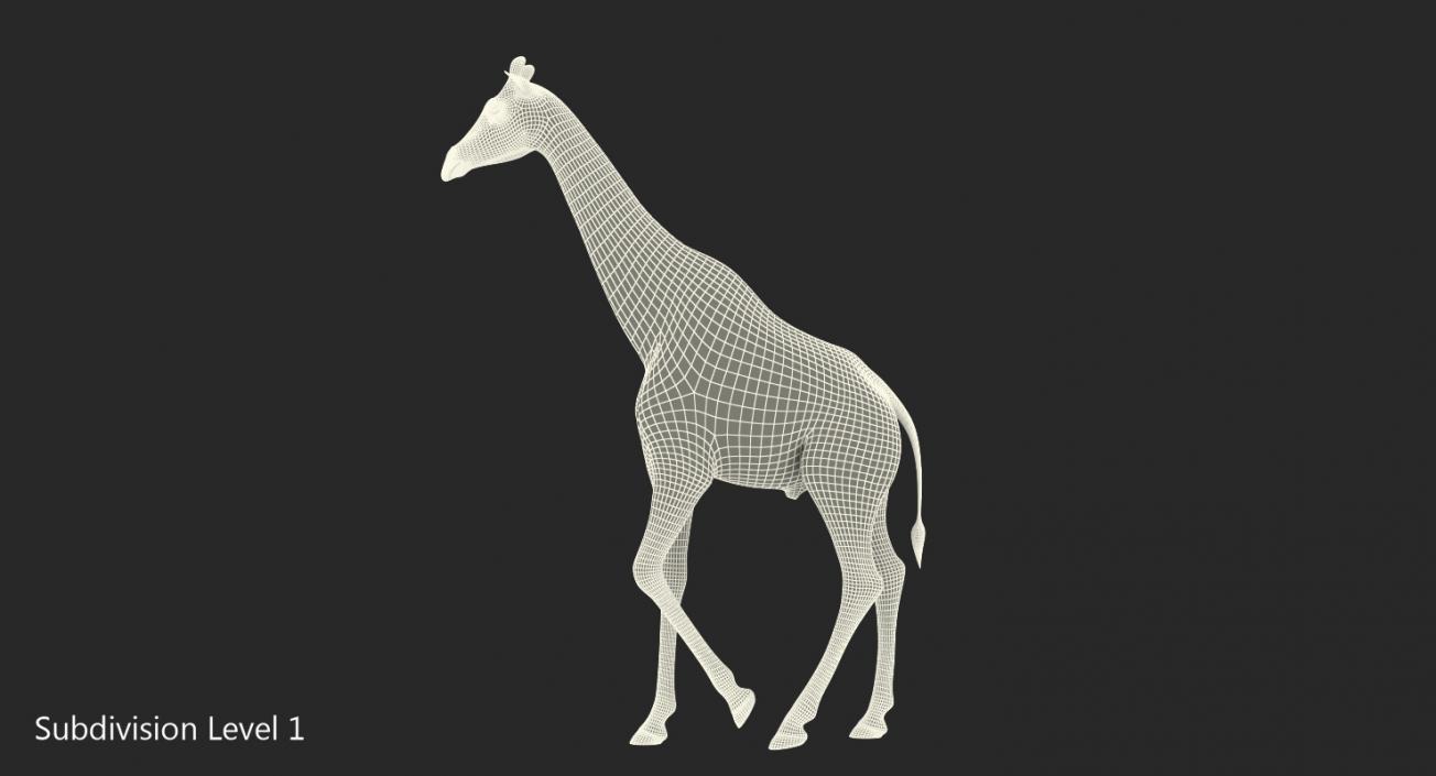 Giraffe Walking Pose Fur 3D model