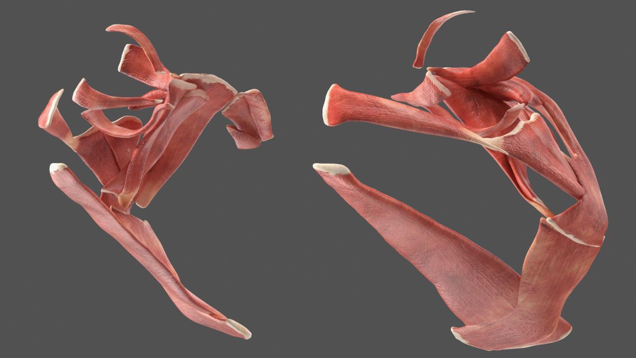 3D model Frog Muscular System