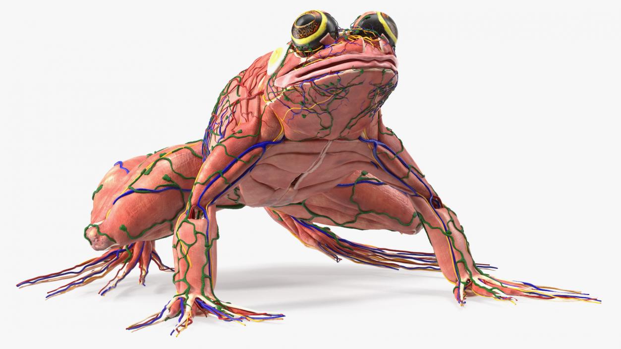 3D model Frog Muscular System