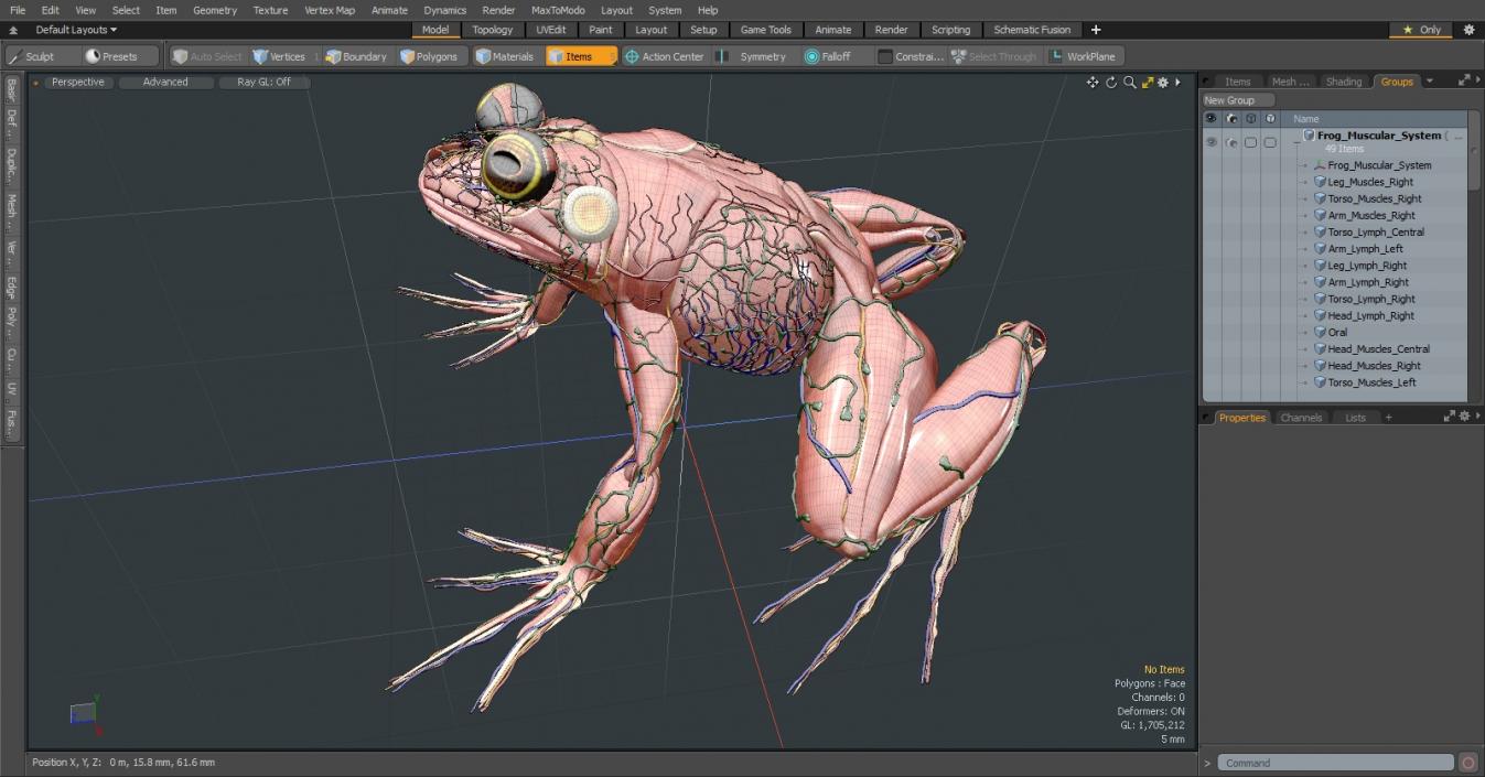 3D model Frog Muscular System