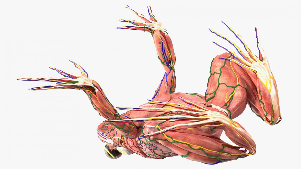 3D model Frog Muscular System