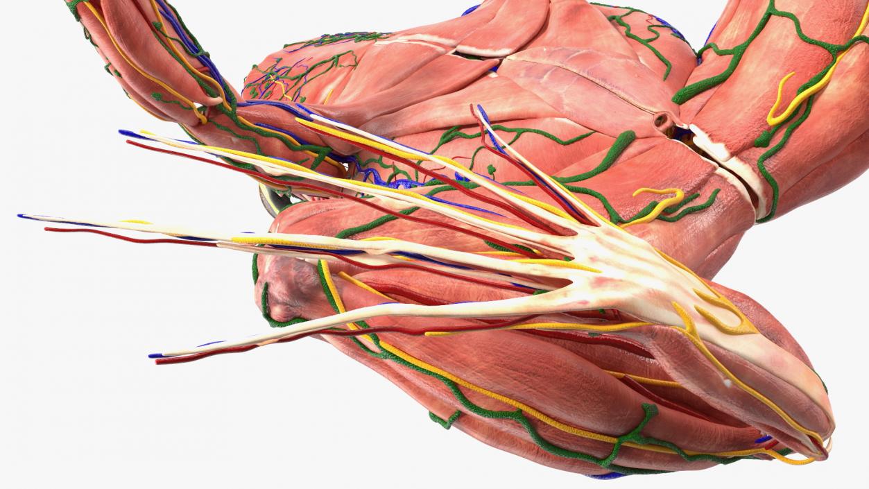 3D model Frog Muscular System