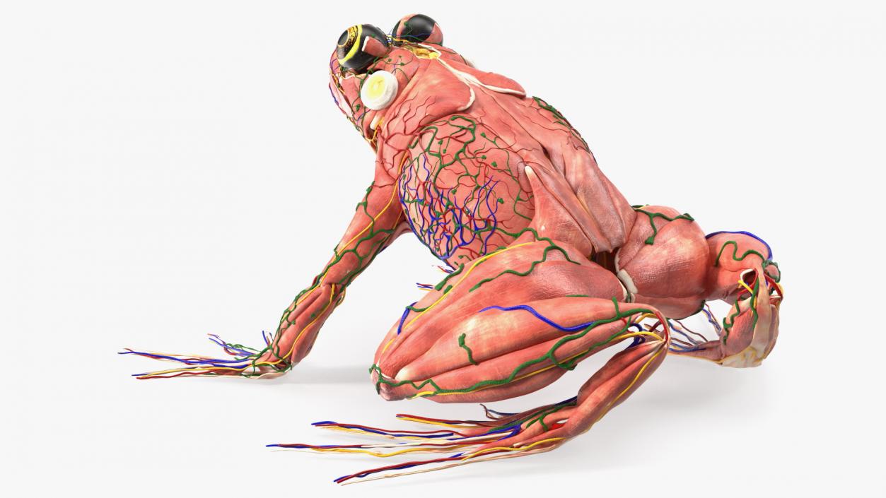 3D model Frog Muscular System