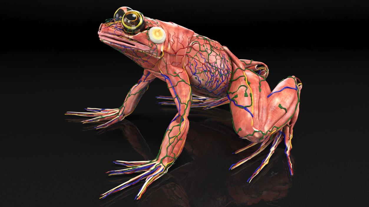 3D model Frog Muscular System