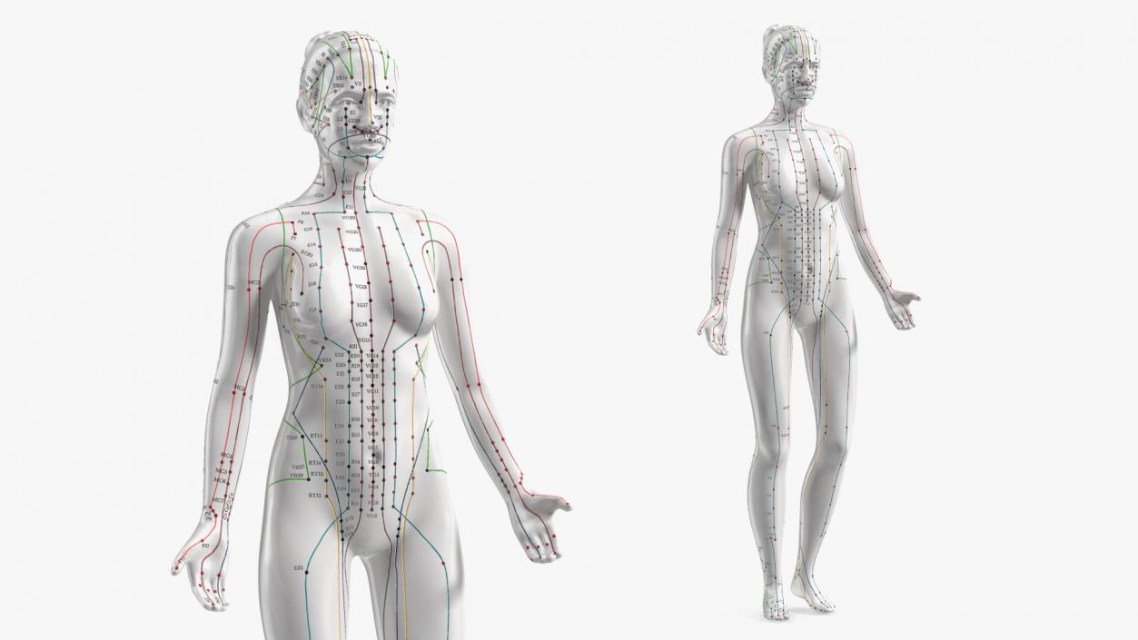 3D Acupuncture Mannequins Collection model