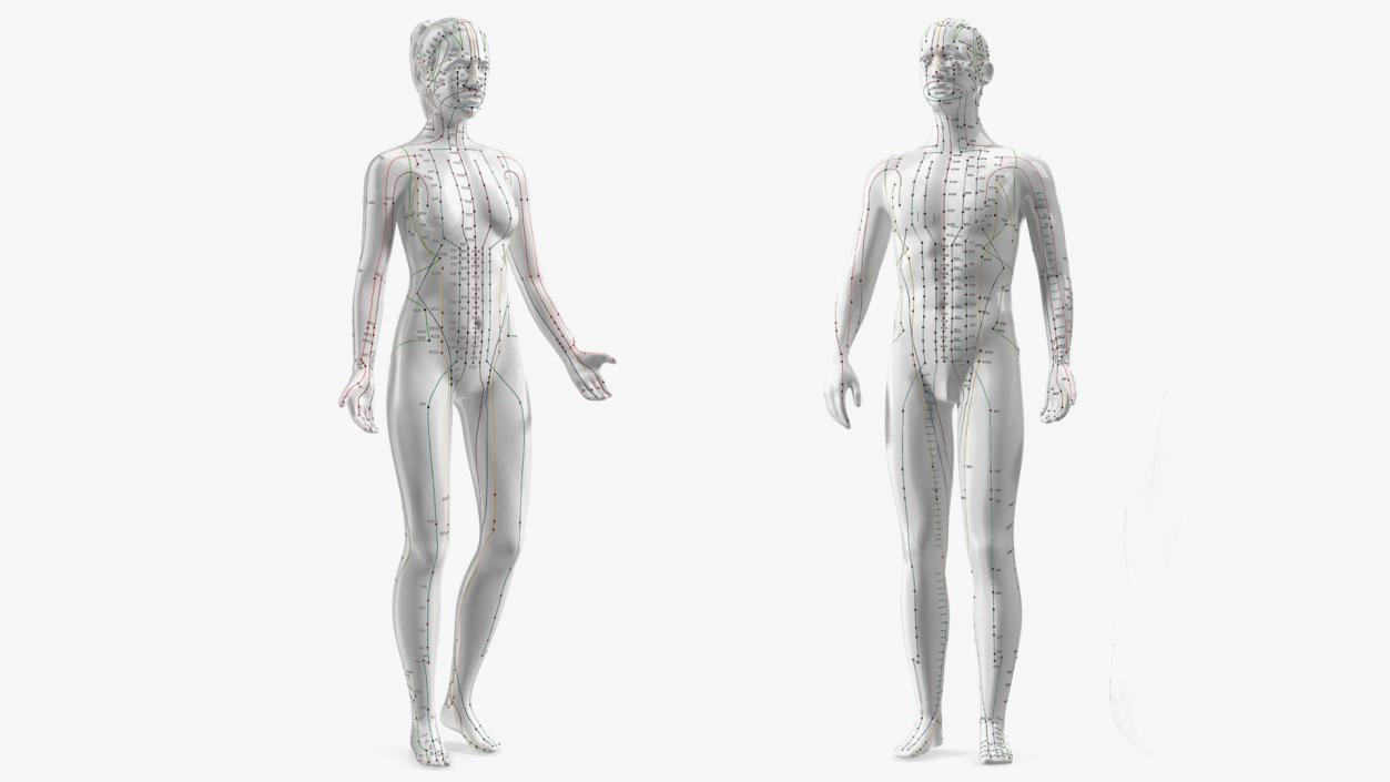 3D Acupuncture Mannequins Collection model