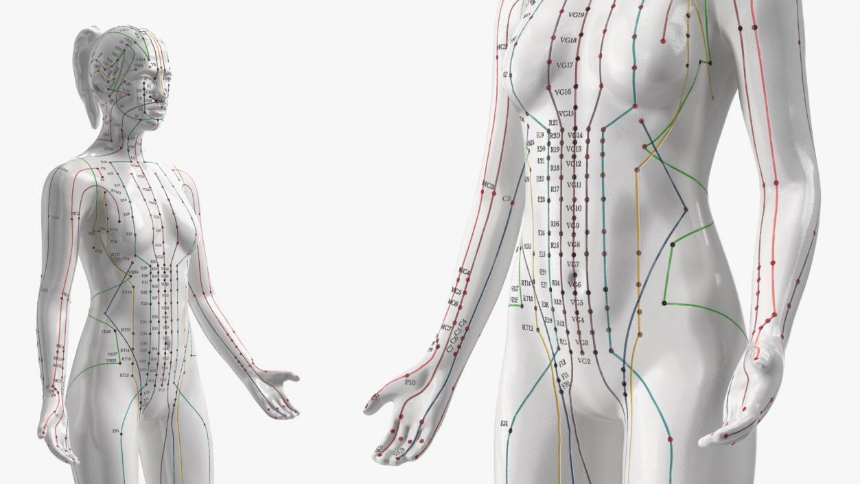 3D Acupuncture Mannequins Collection model