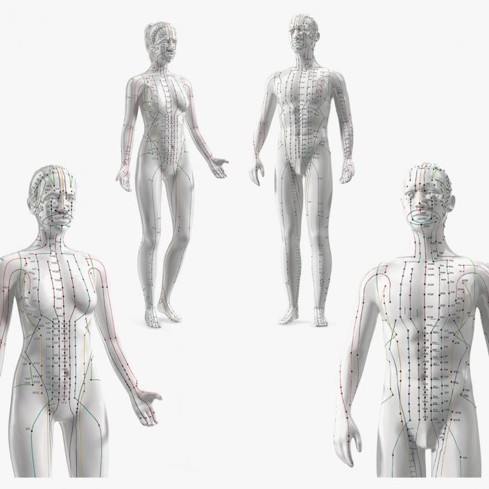 3D Acupuncture Mannequins Collection model