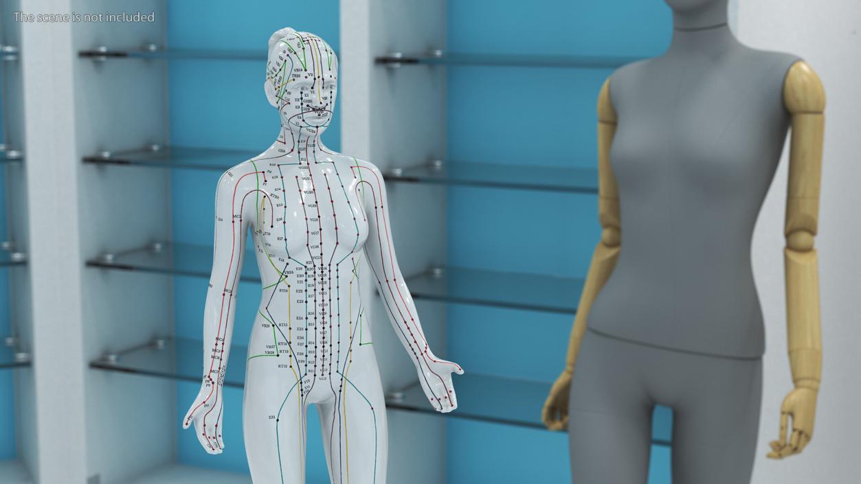 3D Acupuncture Mannequins Collection model