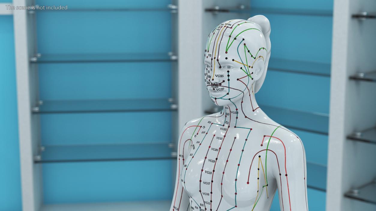 3D Acupuncture Mannequins Collection model