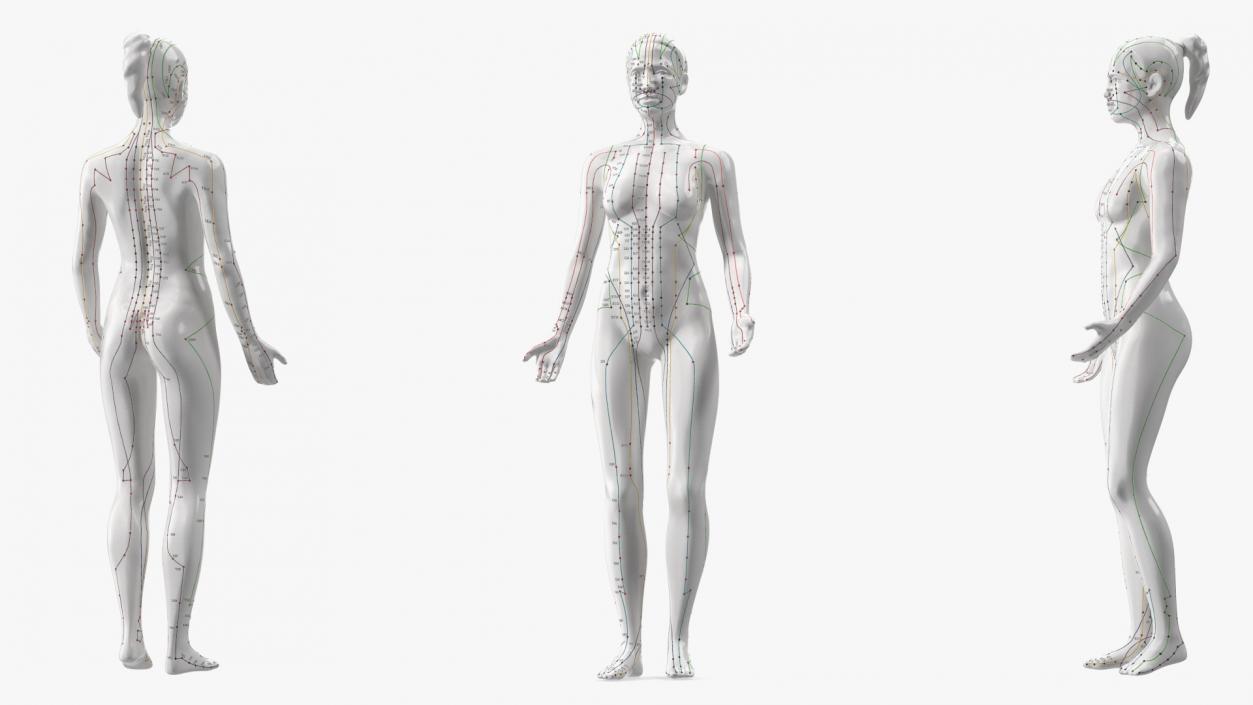 3D Acupuncture Mannequins Collection model