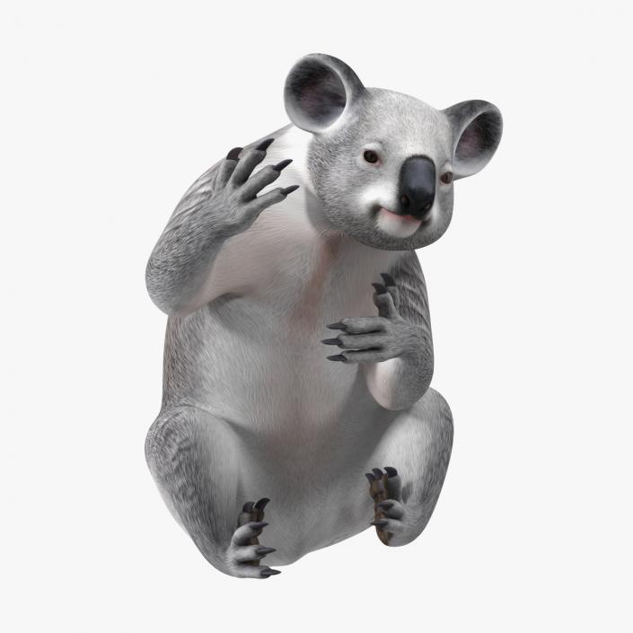 Australian Koala Rigged for Cinema 4D 3D