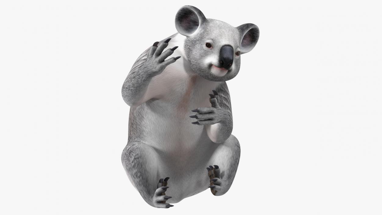 Australian Koala Rigged for Cinema 4D 3D