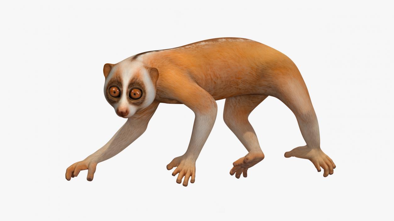 Lemur Slow Loris Rigged for Maya 3D