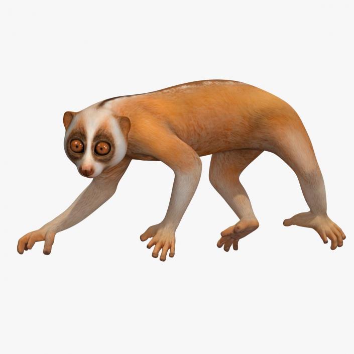 Lemur Slow Loris Rigged for Maya 3D