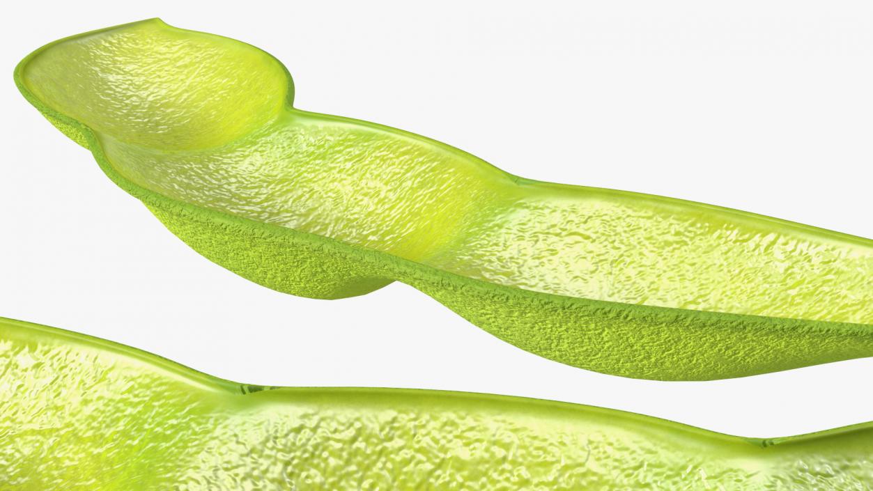 3D Green Soybean Pod Empty model