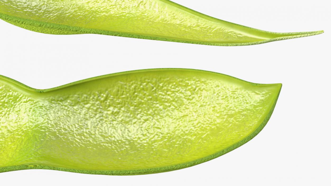 3D Green Soybean Pod Empty model