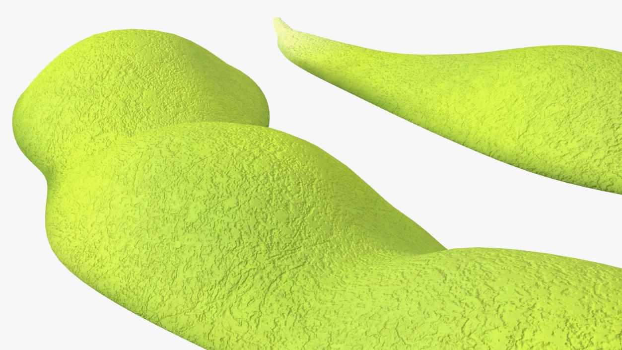 3D Green Soybean Pod Empty model