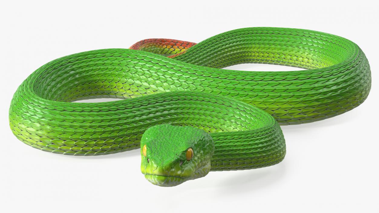 3D Creeping Green Viper Trimeresurus model