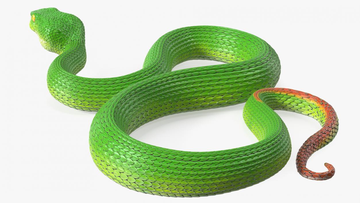 3D Creeping Green Viper Trimeresurus model