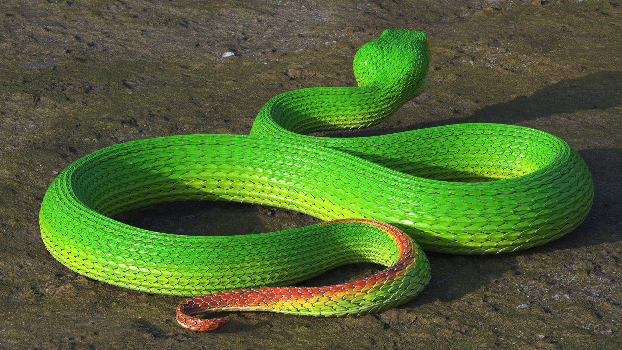 3D Creeping Green Viper Trimeresurus model