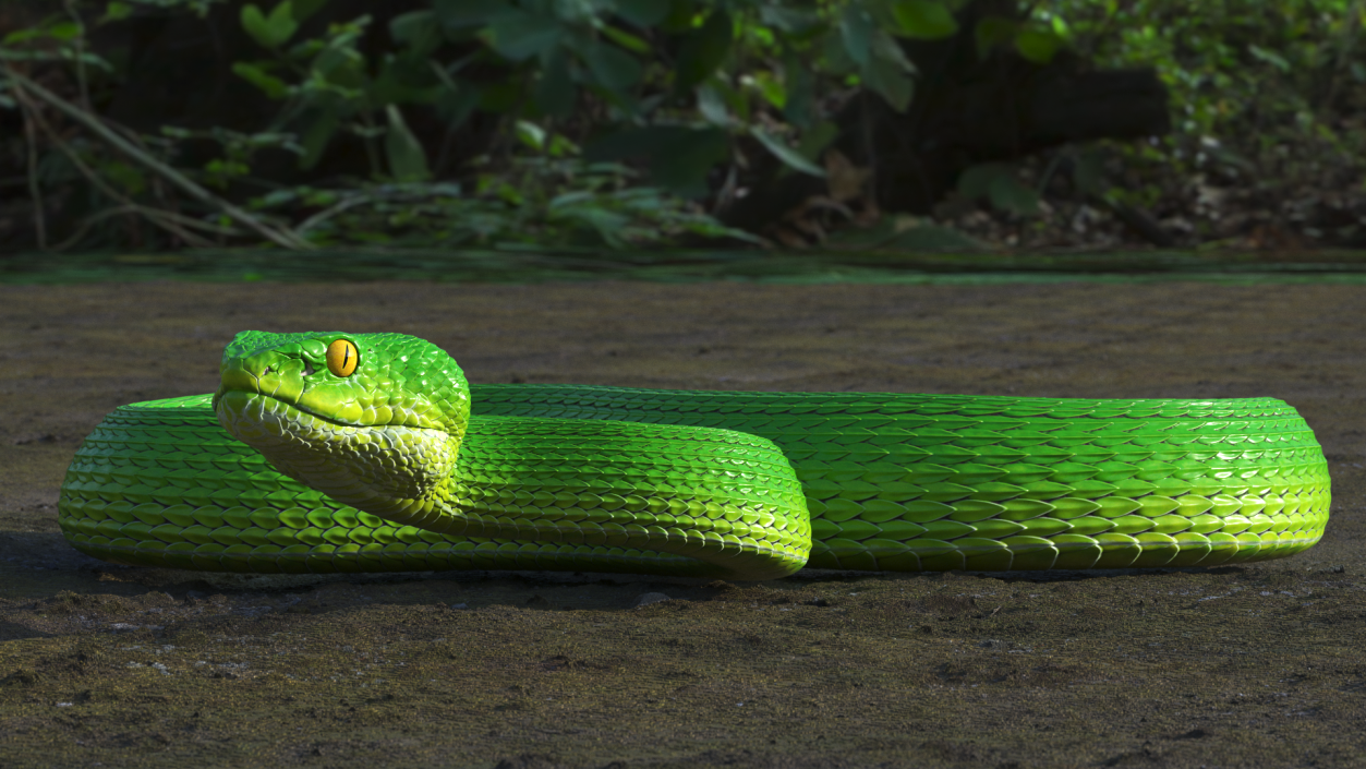 3D Creeping Green Viper Trimeresurus model