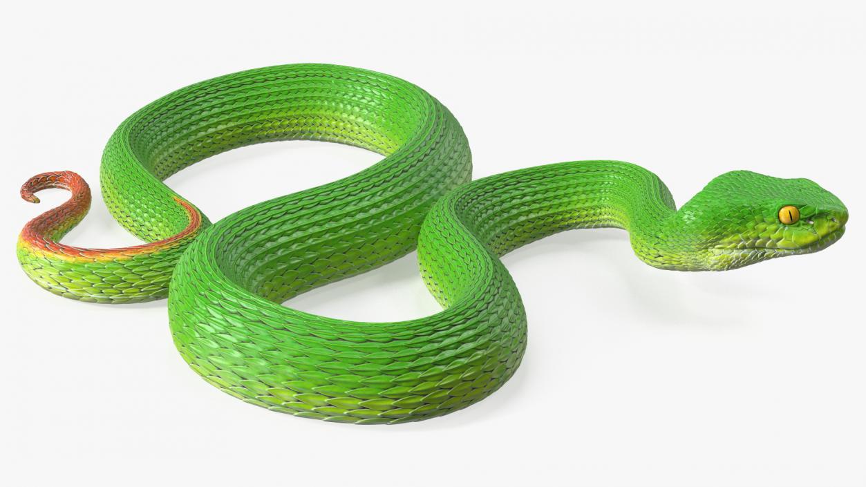 3D Creeping Green Viper Trimeresurus model