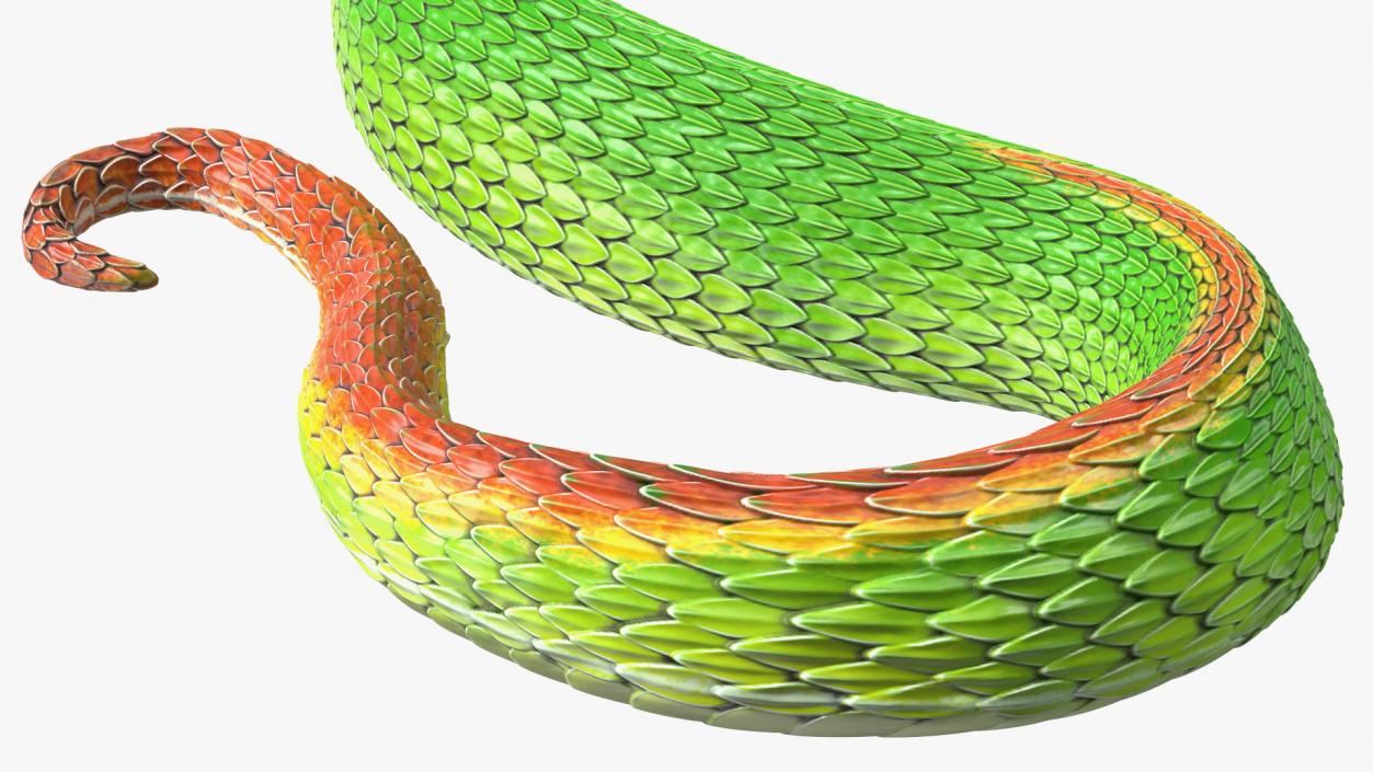 3D Creeping Green Viper Trimeresurus model