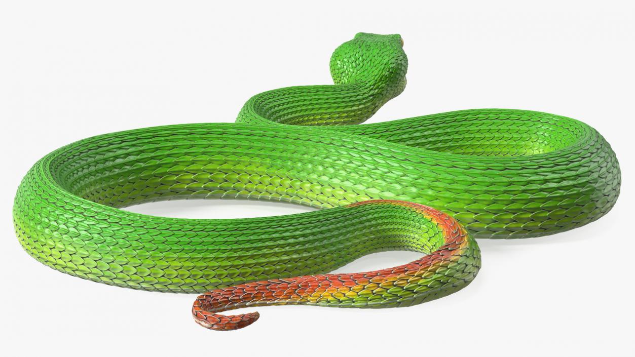 3D Creeping Green Viper Trimeresurus model