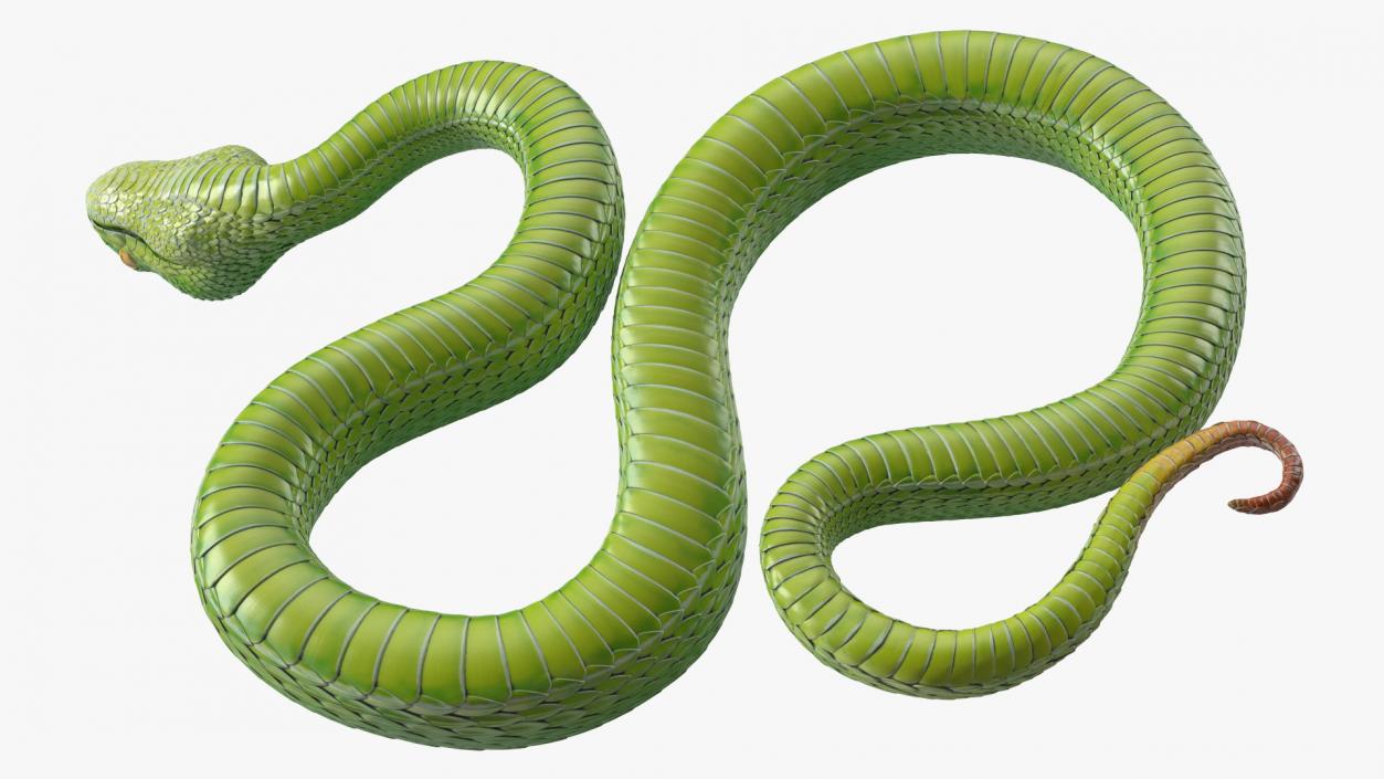 3D Creeping Green Viper Trimeresurus model