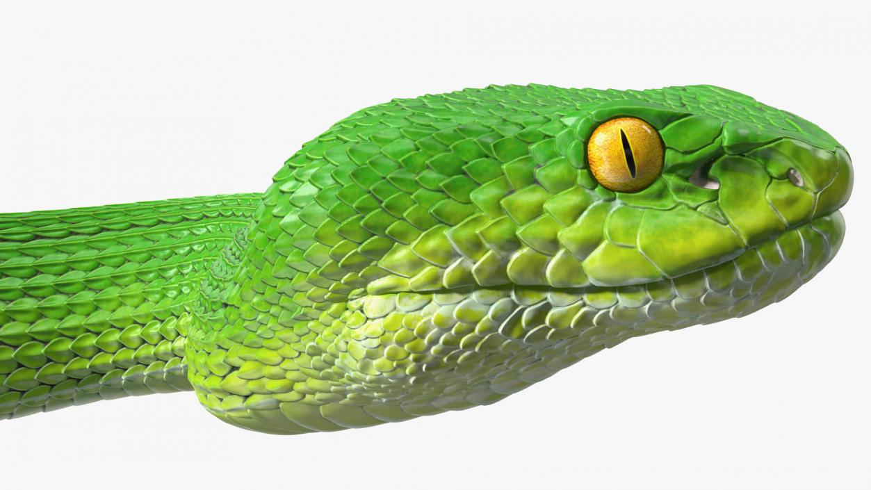 3D Creeping Green Viper Trimeresurus model