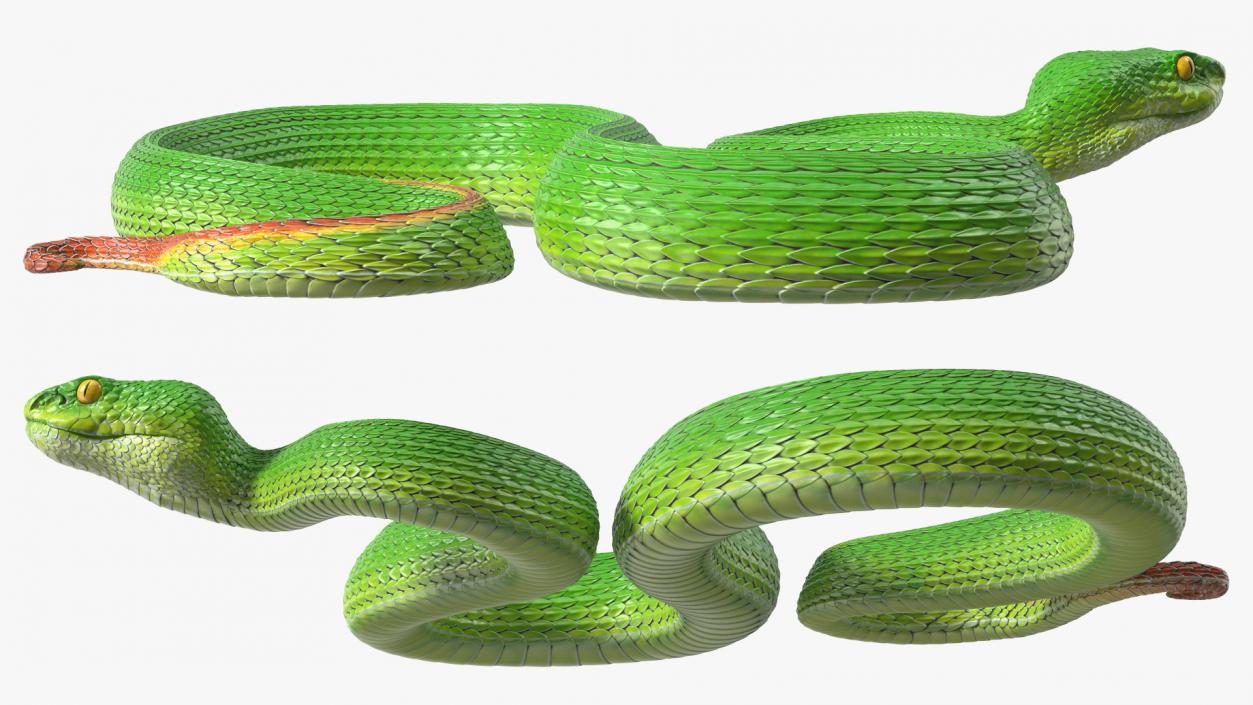 3D Creeping Green Viper Trimeresurus model