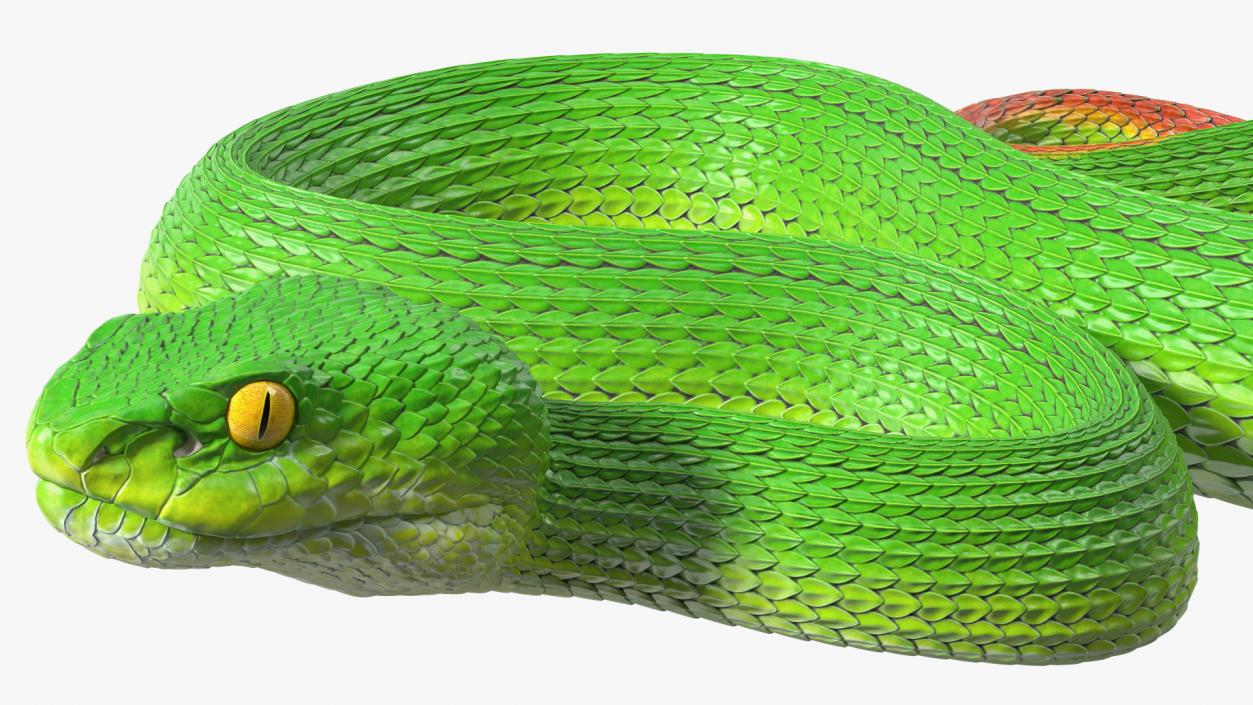 3D Creeping Green Viper Trimeresurus model