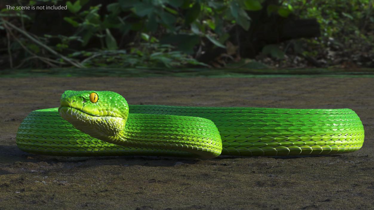 3D Creeping Green Viper Trimeresurus model