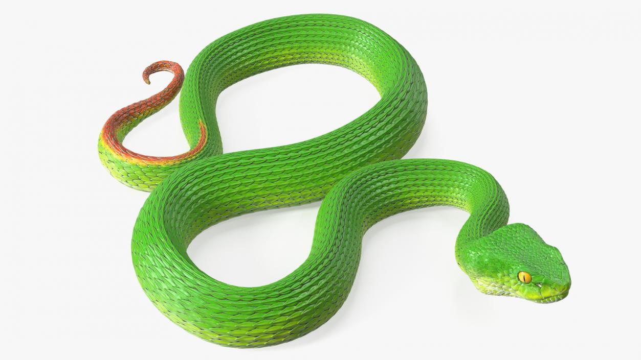 3D Creeping Green Viper Trimeresurus model