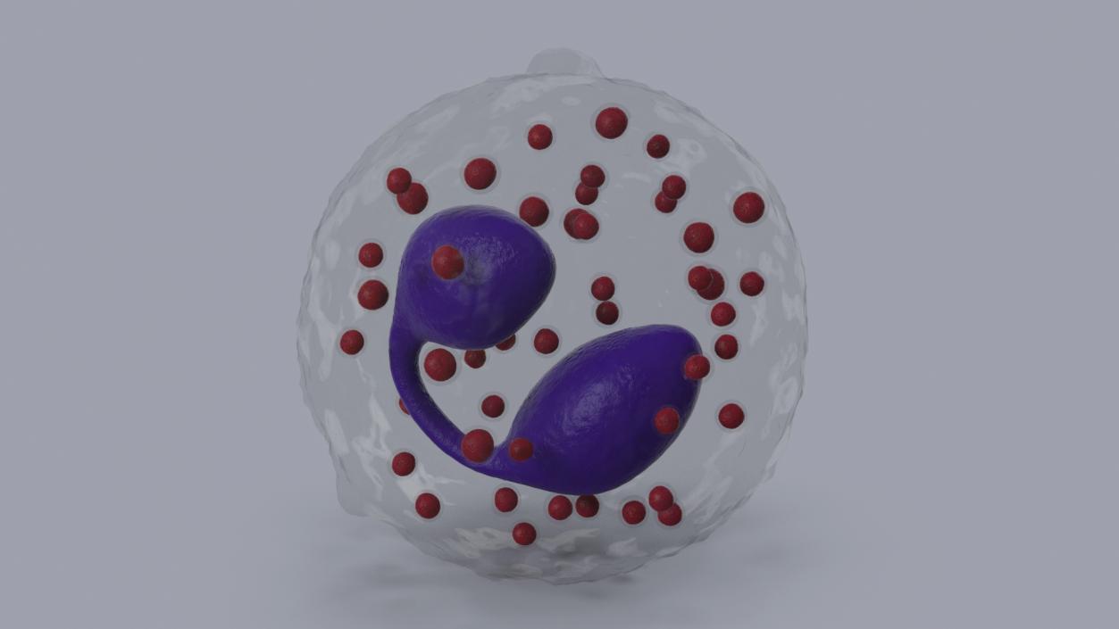 3D Eosinophil Blood Cell