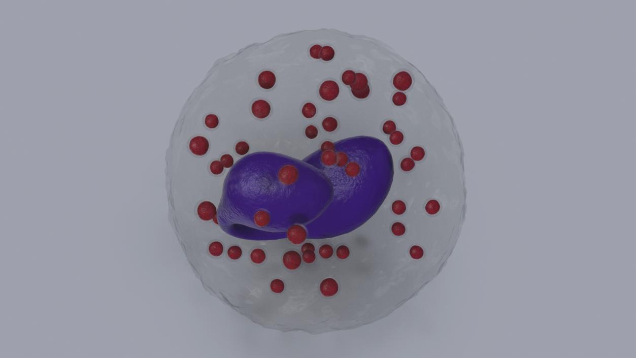 3D Eosinophil Blood Cell